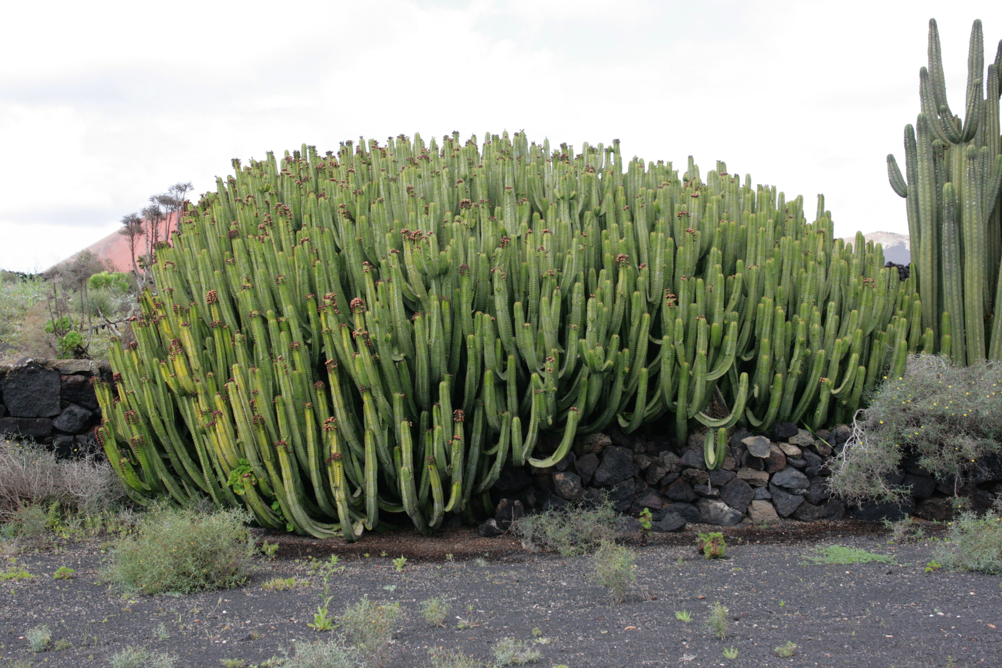 Представитель Семейства Euphorbiaceae